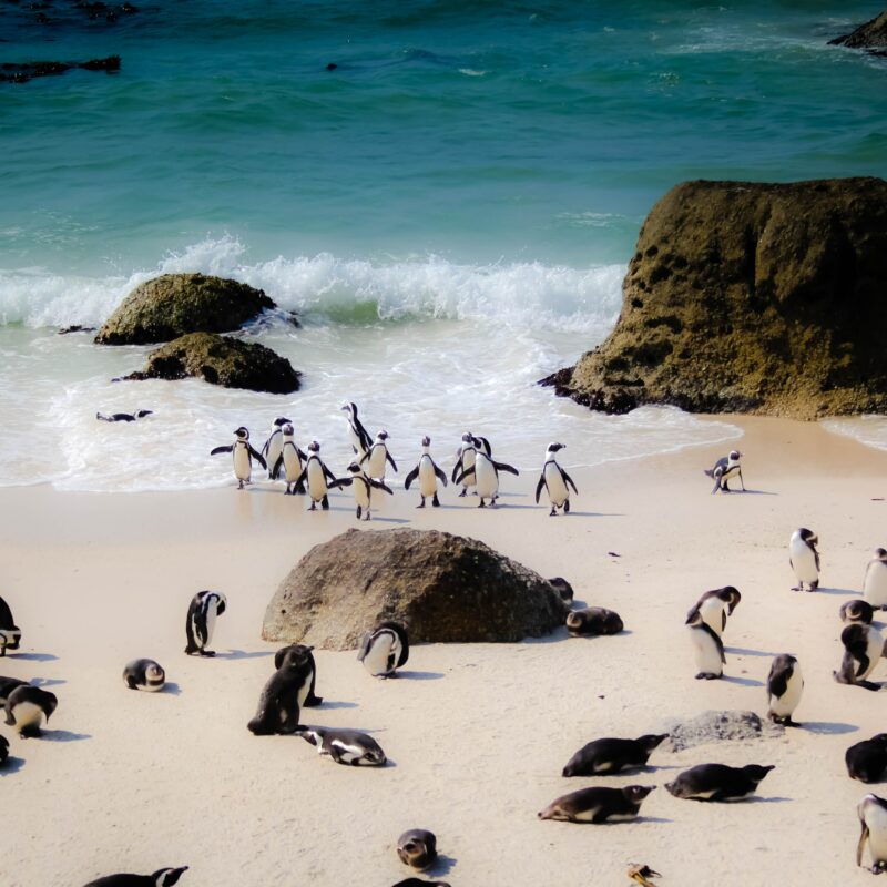 Tourist Attraction in Cape Town - Cape Point and Boulders Beach