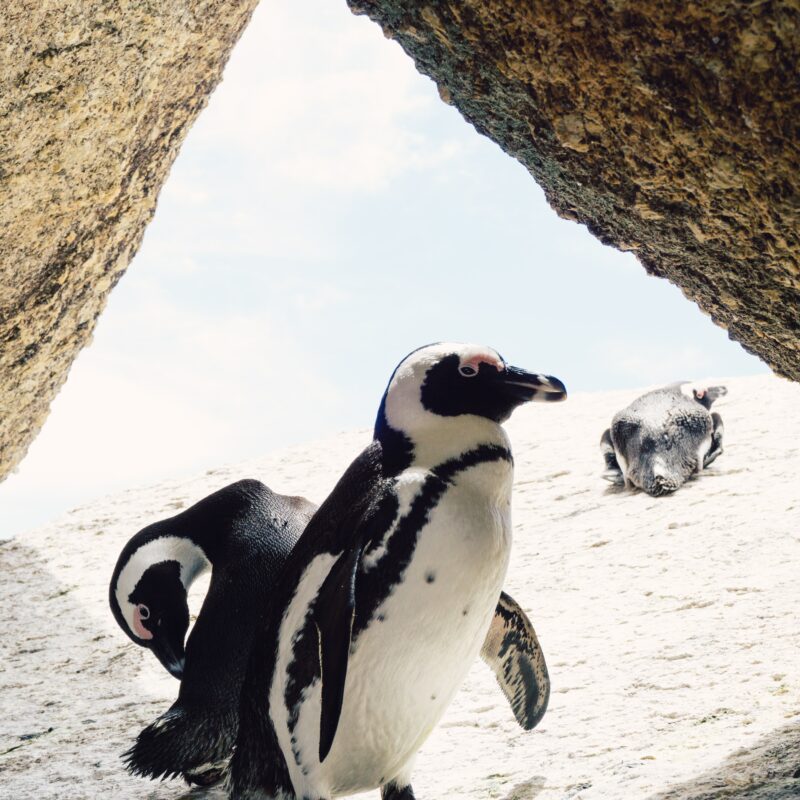 Sightseeing in Cape Town - Cape Point and Boulders Beach